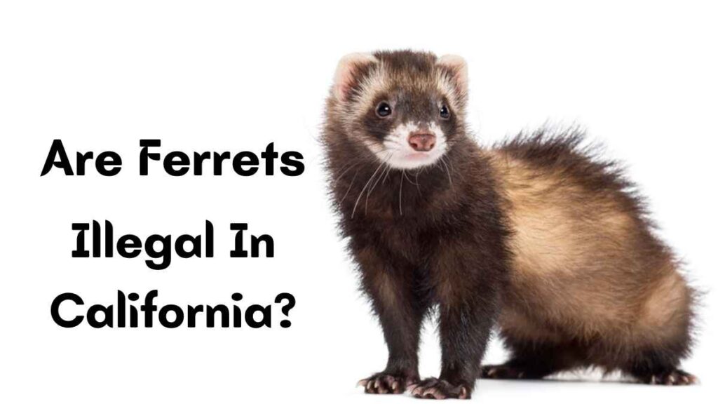 Are Ferrets