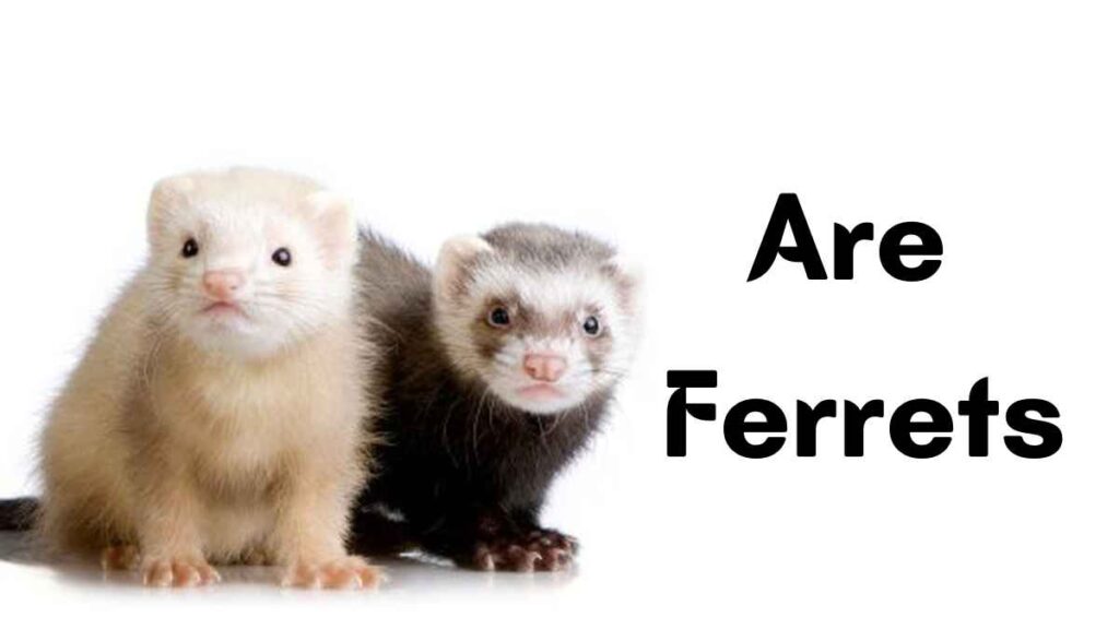 Are Ferrets